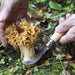 Mushroom #8 - Opinel Knife 70mm - Kakushin